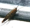 Keroplatus reaumurii